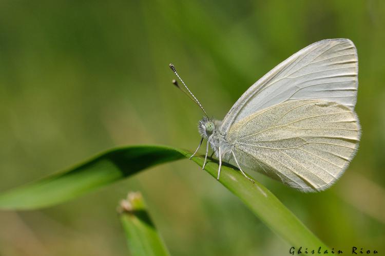 Pieris ergane mâle, juin 2021, Verdun 09 © Ghislain Riou