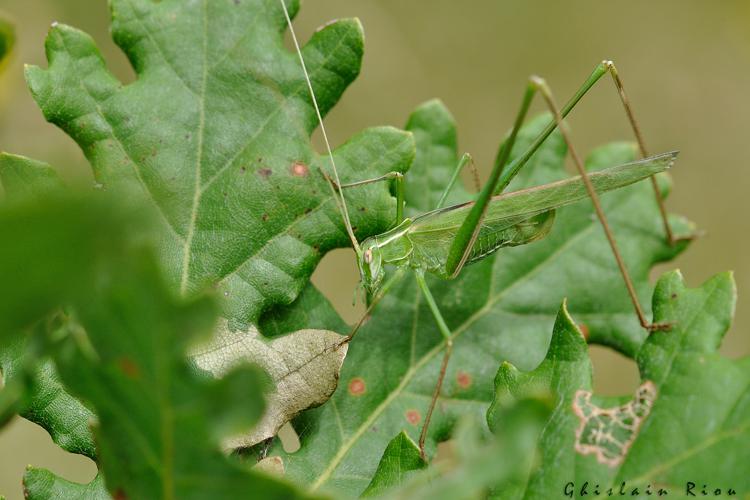 Tylopsis lilifolia fem, 1er août 2021, Frouzins 31 © Ghislain Riou