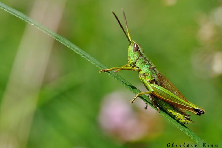 Chrysochraon dispar mâle, 11 août 2021,  Esparros 65 © Ghislain Riou