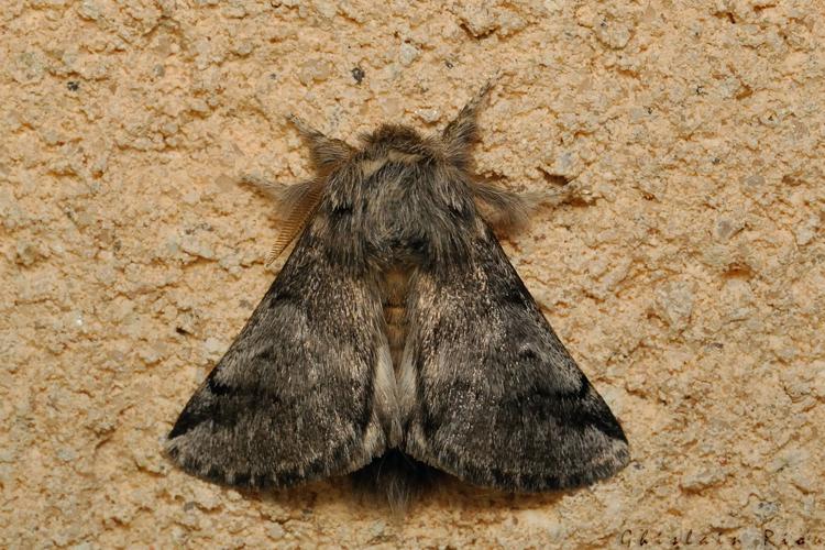Thaumetopoea processionea, 24/08/2021, Rebigue 31 © Ghislain Riou