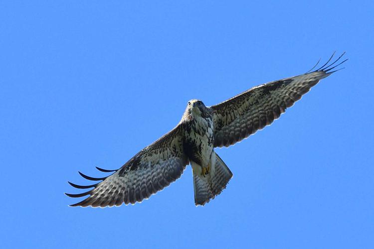 Buse variable, Roques sur Garonne 31, oct. 2020 © Jean-Marc L'Hermite