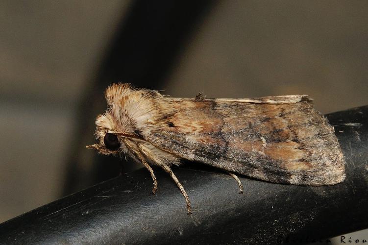 Cymatophorina diluta, 26/10/2021, Rebigue 31 © Ghislain Riou