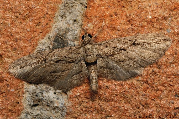 Eupithecia phoeniceata, 26/10/2021, Rebigue 31 © Ghislain Riou