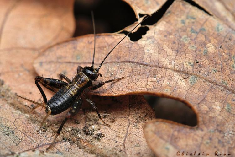 Nemobius sylvestris larve mâle, 06/11/2021, Rebigue 31 © Ghislain Riou