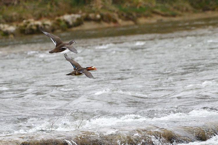 couple de canards mandarins, 12 mars 2022, Portet-sur-Garonne 31 © Jean-Marc L'Hermite