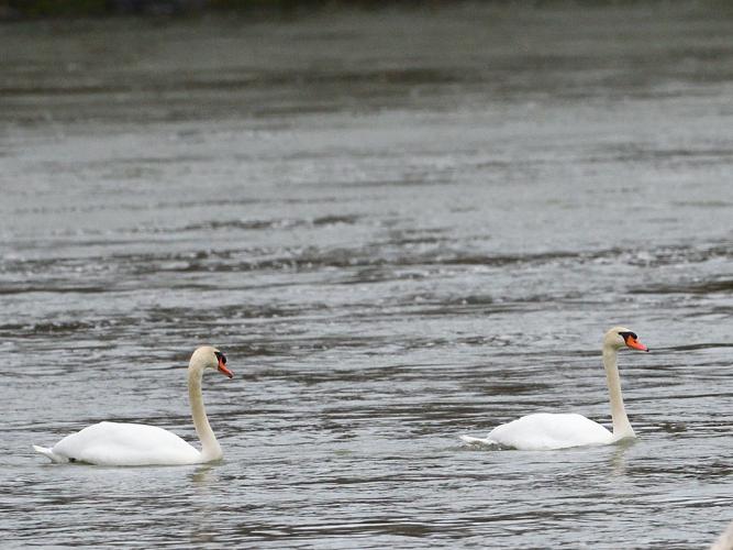 Cygne tuberculé, 12 mars 2022, Portet-sur-Garonne 31 © Jean-Marc L'Hermite