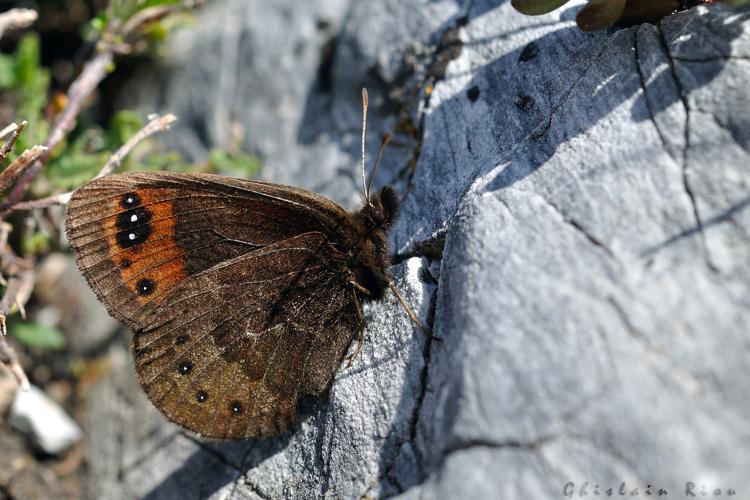 Erebia triarius femelle, 13 mai 2022, Nistos 65 © Ghislain Riou