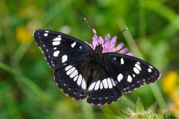 Limenitis reducta, Cieurac 46, 2 juin 2022 © Ghislain Riou