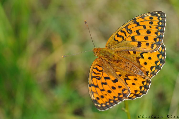 Speyeria aglaja, 23 juin 2022, Cieurac 46 © Ghislain Riou