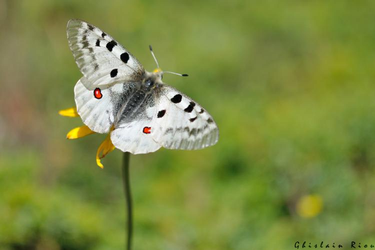 Parnassius apollo, 29 juin 2022, Gavarnie-Gèdre 65 © Ghislain Riou