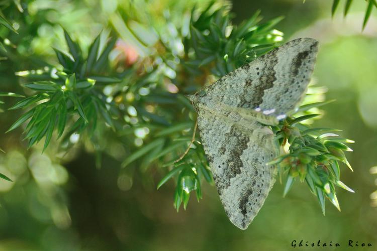 Scotopteryx bipunctaria, 29 juin 2022, Gavarnie-Gèdre 65 © Ghislain Riou