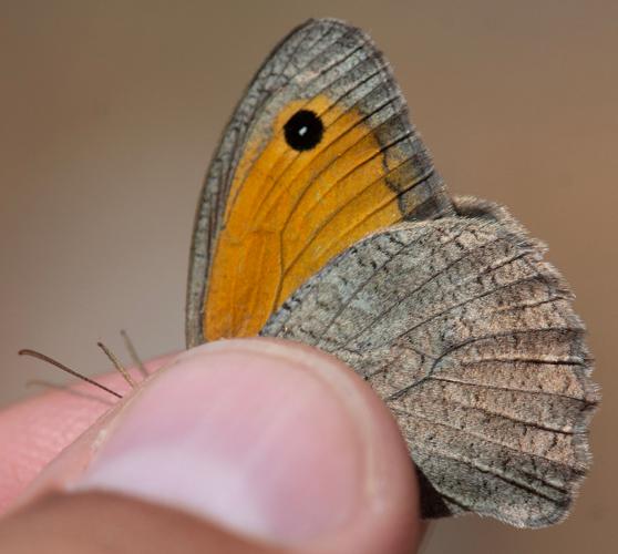 Hyponephele lupina mâle, 5 juillet 2020, Le Cros 34 © Romain Baghi