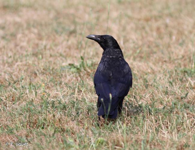 <i>Corvus corone</i> Linnaeus, 1758 © F. Jiguet