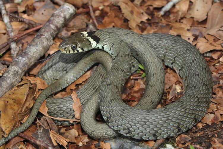 Natrix helvetica, Bagnères-de-Luchon (Haute-Garonne). © Gilles Pottier