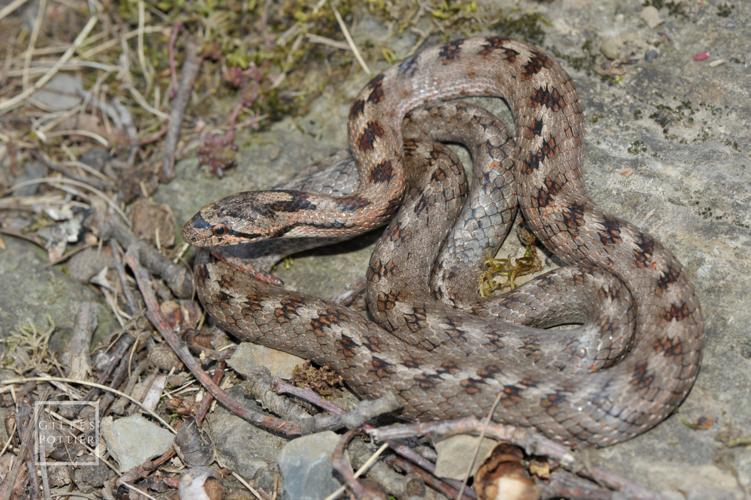 Coronella girondica, mâle (Aspin-Aure, Hautes-Pyrénées) © Gilles Pottier