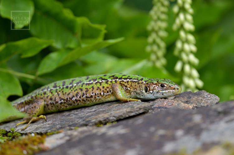Lacerta bilineata, femelle lignée verte et brune (Le Fel, Aveyron) © Gilles Pottier