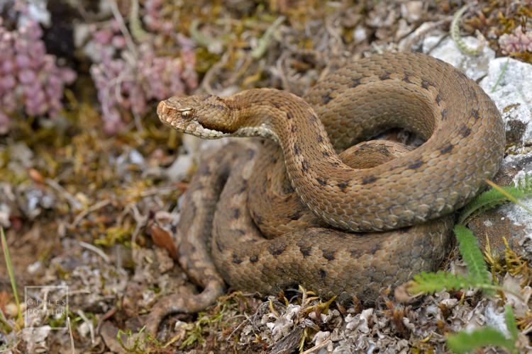 Vipera aspis zinnikeri, femelle (Beyrède-Jumet, Hautes-Pyrénées) © Gilles Pottier