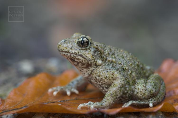 Alytes obstetricans, femelle (Bagnères-de-Bigorre, Hautes-Pyrénées) © Gilles Pottier