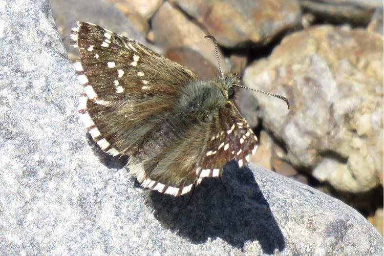 Pyrgus andromedae, Aragnouet (65), 19 juillet 2019 © Etienne Urrustoy
