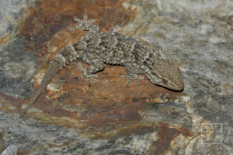 Tarentola mauritanica, adulte (à queue régénérée, le régénérat étant d'aspect uniforme) (Banyuls-sur-Mer, Pyrénées-Orientales) © Gilles Pottier