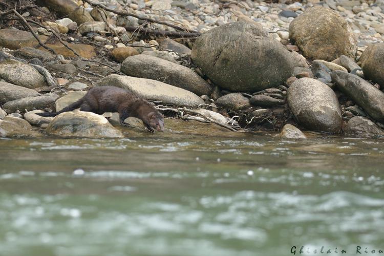 Vison d'Amérique consommant un poisson, 17 oct. 2015, Vieussan 34 © Ghislain Riou