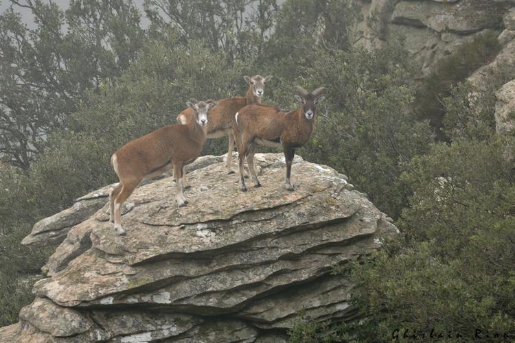 Mouflon, 24 oct. 2015, Rosis 34 © Ghislain Riou