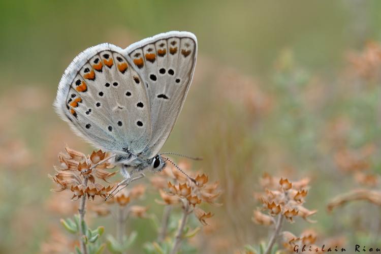 Polyommatus escheri mâle, Olonzac 34, 11 juin 2015 © Ghislain Riou