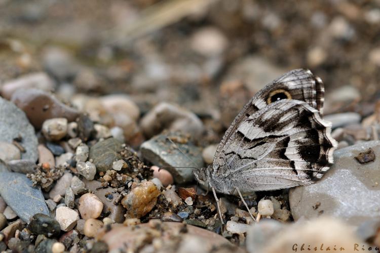 Hipparchia fidia, Navacelles 34, 30 juillet 2016 © Ghislain Riou