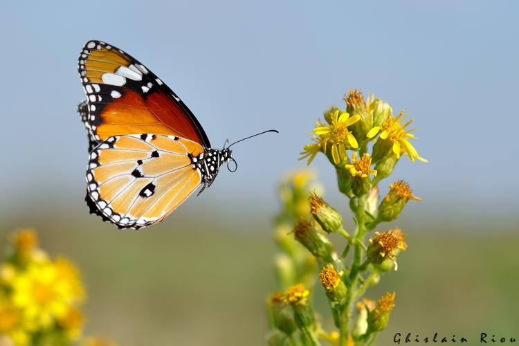 Danaus chrysippus, 28 sept. 2014, Aigues-Mortes 30 © Ghislain Riou