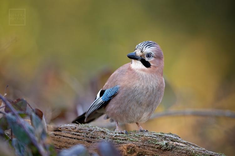 Garrulus glandarius, Montgaillard (Hautes-Pyrénées) © Gilles Pottier