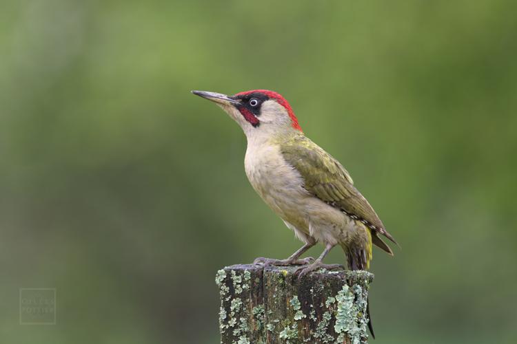 Picus viridis, Montgaillard (Hautes-Pyrénées) © Gilles Pottier