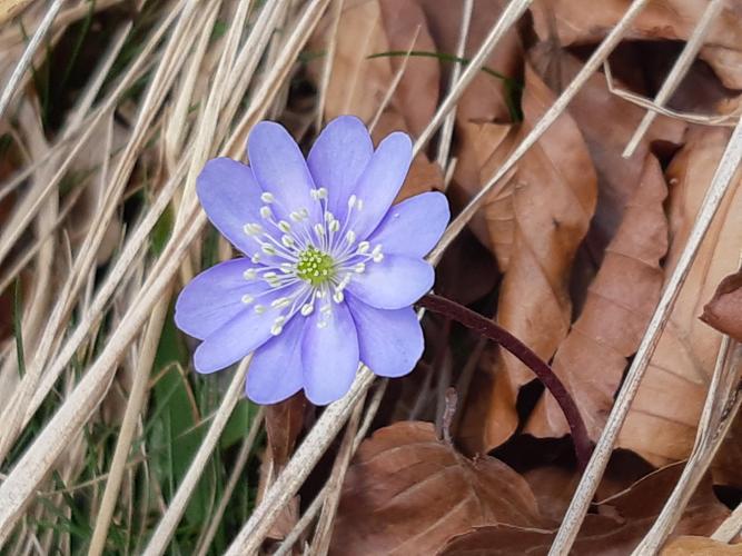 Anemone hepatica, Melles 31, 12 mars 2023 © Ghislain Riou