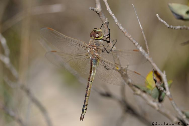 Hemianax ephippiger fem, 8 avril 2023, Leucate 11 © Ghislain Riou