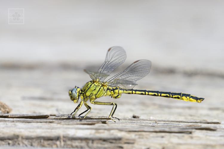 Gomphus pulchellus ♂ (Lourdes, Hautes-Pyrénées) © Gilles Pottier