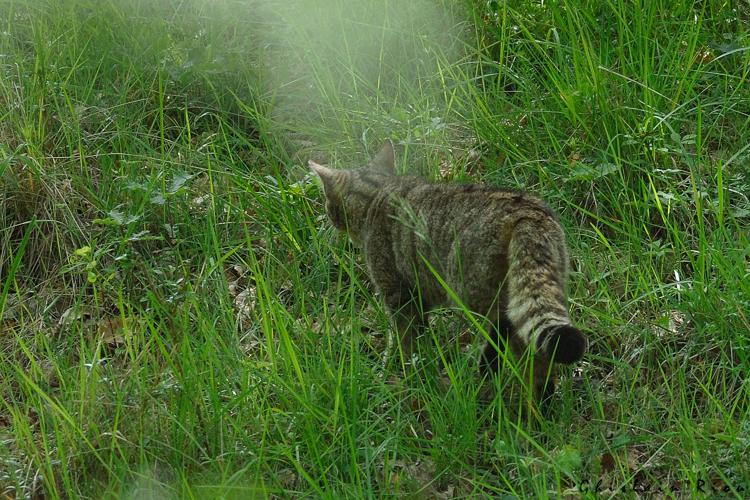 Felis silvestris, 26 mai 2023, Ventenac 09 © Ghislain Riou