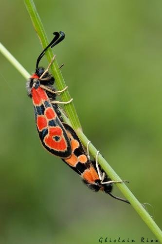 Accouplement Zygaena fausta, 25 mai 2023, Vindrac-Alayrac 81 © Ghislain Riou