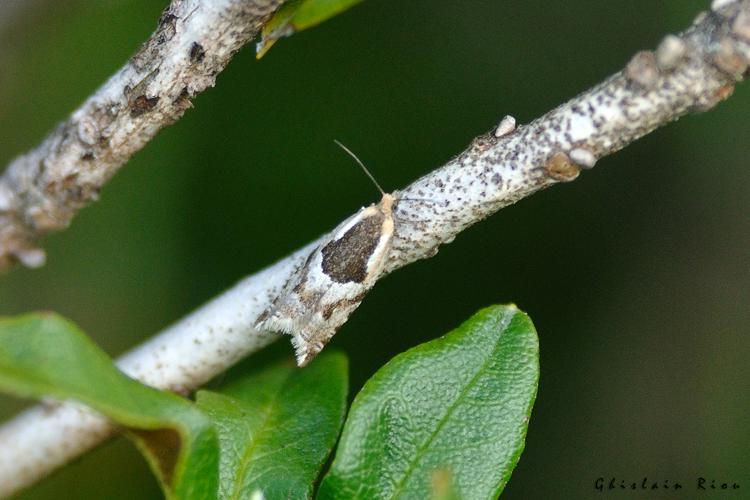 Ancylis myrtillana, 16 juin 2023, Bordères-Louron 65 © Ghislain Riou