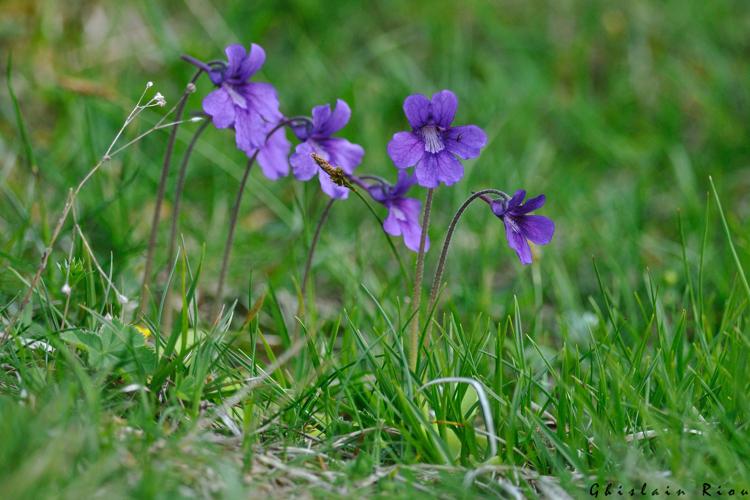 Pinguicula grandiflora, 15 juin 2023, Bordères-Louron 65 © Ghislain Riou