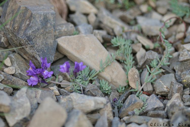 Linaria alpina, 15 juin 2023, Bordères-Louron 65 © Ghislain Riou