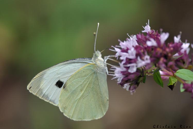 Pieris brassicae, 5 juillet 2023, Larroque 81 © Ghislain Riou