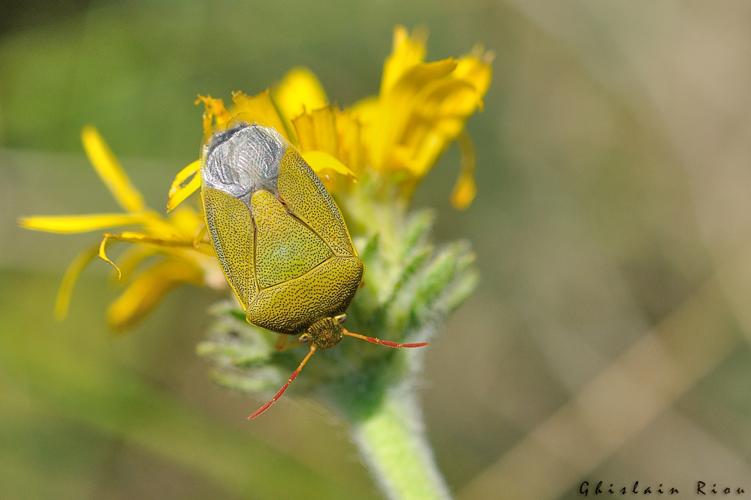 Piezodorus lituratus, août 2018, Larroque 81 © Ghislain Riou