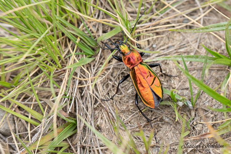 Carabus splendens, Juil. 2021, Auzat 09 © Jessica Joachim