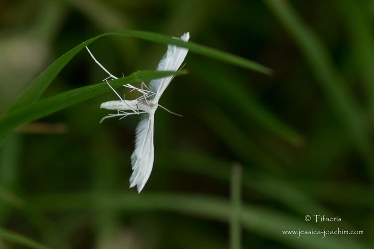 Pterophorus pentadactylus, mai 2015, St-Amadou 09 © Jessica Joachim