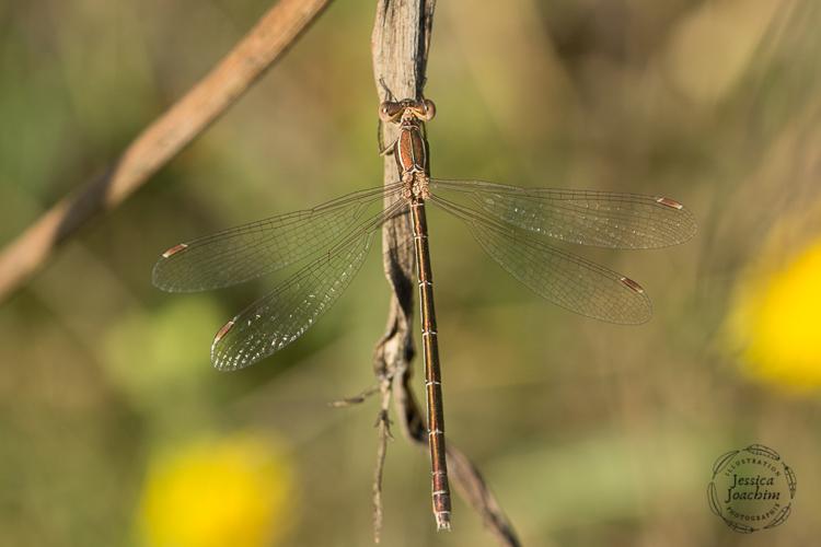 Lestes virens, août 2019, Mazères 09 © Jessica Joachim