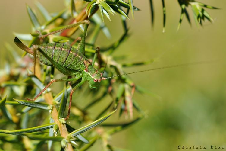 Leptophyes punctatissima fem, 9 sept. 2023, Dorres 66 © Ghislain Riou