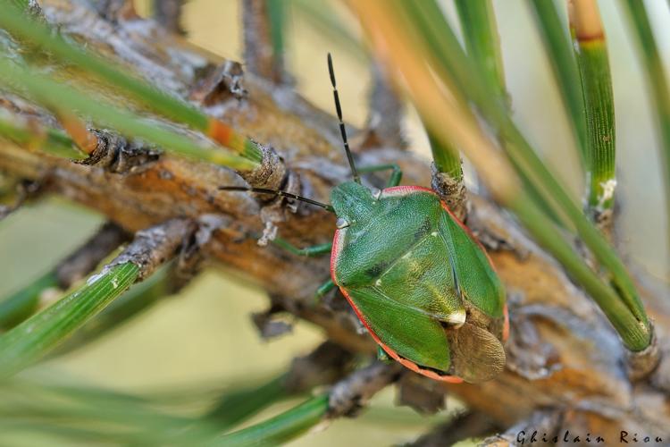Chlorochroa reuteriana, 9 sept. 2023, Dorres 66 © Ghislain Riou