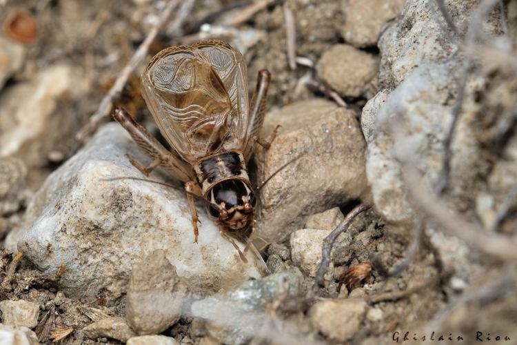 Eugryllodes pipiens mâle., 9 sept. 2023, Llo 66 © Ghislain Riou