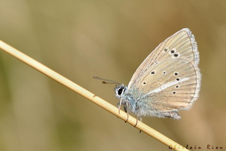 Polyommatus damon, 10 sept. 2023, Llo 66 © Ghislain Riou