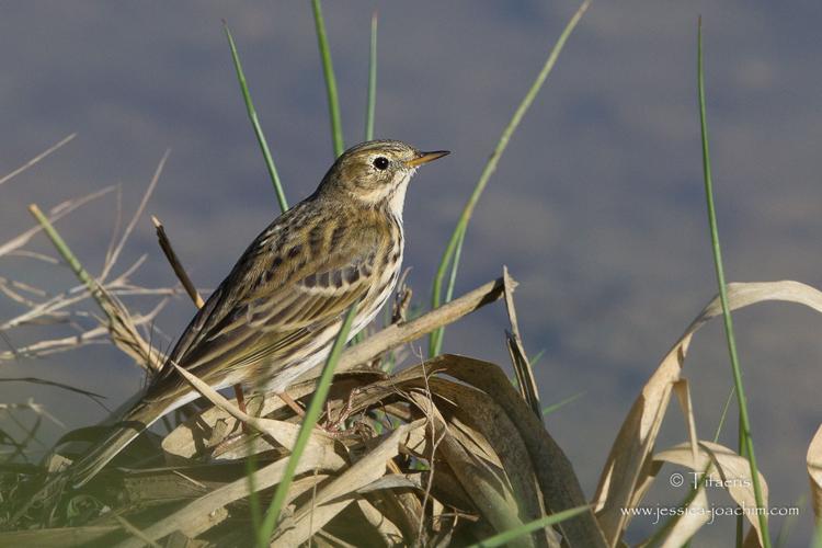 Pipit farlouse, Nov. 2014, Mazères 09 © Jessica Joachim