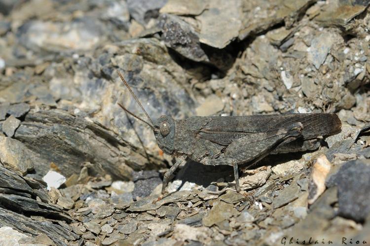 Oedipoda coerulea, 1er Oct. 2023, Andorre © Ghislain Riou